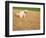 Poodle Urinating on Dead Grass-Steve Cicero-Framed Photographic Print