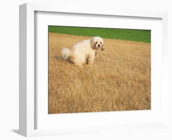 Poodle Urinating on Dead Grass-Steve Cicero-Framed Photographic Print