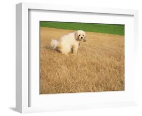 Poodle Urinating on Dead Grass-Steve Cicero-Framed Photographic Print