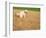 Poodle Urinating on Dead Grass-Steve Cicero-Framed Photographic Print