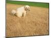 Poodle Urinating on Dead Grass-Steve Cicero-Mounted Photographic Print