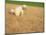 Poodle Urinating on Dead Grass-Steve Cicero-Mounted Photographic Print