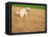 Poodle Urinating on Dead Grass-Steve Cicero-Framed Stretched Canvas