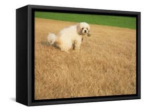 Poodle Urinating on Dead Grass-Steve Cicero-Framed Stretched Canvas