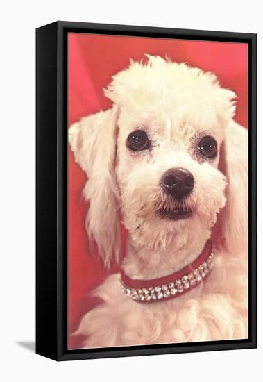 Poodle with Diamond Collar-null-Framed Stretched Canvas