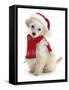 Poodle with Scarf and Father Christmas Hat-Jane Burton-Framed Stretched Canvas