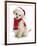 Poodle with Scarf and Father Christmas Hat-Jane Burton-Framed Premium Photographic Print