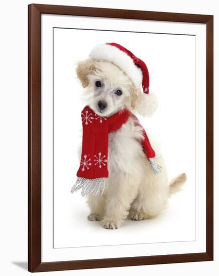 Poodle with Scarf and Father Christmas Hat-Jane Burton-Framed Premium Photographic Print