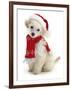 Poodle with Scarf and Father Christmas Hat-Jane Burton-Framed Premium Photographic Print