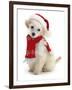 Poodle with Scarf and Father Christmas Hat-Jane Burton-Framed Premium Photographic Print