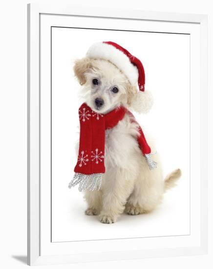 Poodle with Scarf and Father Christmas Hat-Jane Burton-Framed Premium Photographic Print