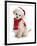 Poodle with Scarf and Father Christmas Hat-Jane Burton-Framed Premium Photographic Print