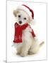 Poodle with Scarf and Father Christmas Hat-Jane Burton-Mounted Premium Photographic Print