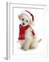 Poodle with Scarf and Father Christmas Hat-Jane Burton-Framed Photographic Print