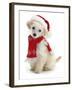 Poodle with Scarf and Father Christmas Hat-Jane Burton-Framed Photographic Print