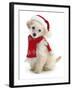 Poodle with Scarf and Father Christmas Hat-Jane Burton-Framed Photographic Print