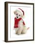 Poodle with Scarf and Father Christmas Hat-Jane Burton-Framed Photographic Print