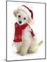 Poodle with Scarf and Father Christmas Hat-Jane Burton-Mounted Photographic Print