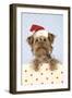 Poodle X Yorkie (Yoodle or Yorkie Poo)-null-Framed Photographic Print