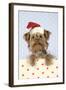 Poodle X Yorkie (Yoodle or Yorkie Poo)-null-Framed Photographic Print