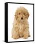 Poodle-null-Framed Stretched Canvas