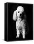 Poodle-null-Framed Stretched Canvas