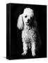 Poodle-null-Framed Stretched Canvas