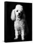 Poodle-null-Framed Stretched Canvas