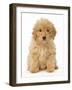 Poodle-null-Framed Photographic Print