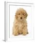 Poodle-null-Framed Photographic Print