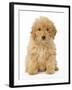 Poodle-null-Framed Photographic Print