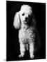 Poodle-null-Mounted Photographic Print