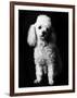 Poodle-null-Framed Photographic Print