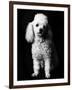 Poodle-null-Framed Photographic Print