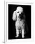 Poodle-null-Framed Photographic Print