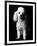 Poodle-null-Framed Photographic Print