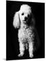 Poodle-null-Mounted Photographic Print