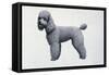 Poodle-Harro Maass-Framed Stretched Canvas