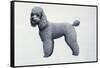 Poodle-Harro Maass-Framed Stretched Canvas