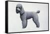 Poodle-Harro Maass-Framed Stretched Canvas