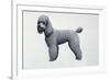 Poodle-Harro Maass-Framed Giclee Print