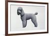 Poodle-Harro Maass-Framed Giclee Print