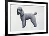 Poodle-Harro Maass-Framed Giclee Print