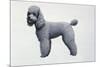 Poodle-Harro Maass-Mounted Giclee Print