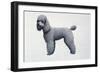 Poodle-Harro Maass-Framed Giclee Print