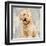 Poodle-Keri Rodgers-Framed Art Print