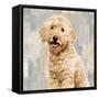 Poodle-Keri Rodgers-Framed Stretched Canvas