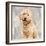 Poodle-Keri Rodgers-Framed Art Print