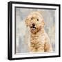 Poodle-Keri Rodgers-Framed Art Print