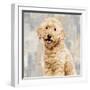 Poodle-Keri Rodgers-Framed Art Print